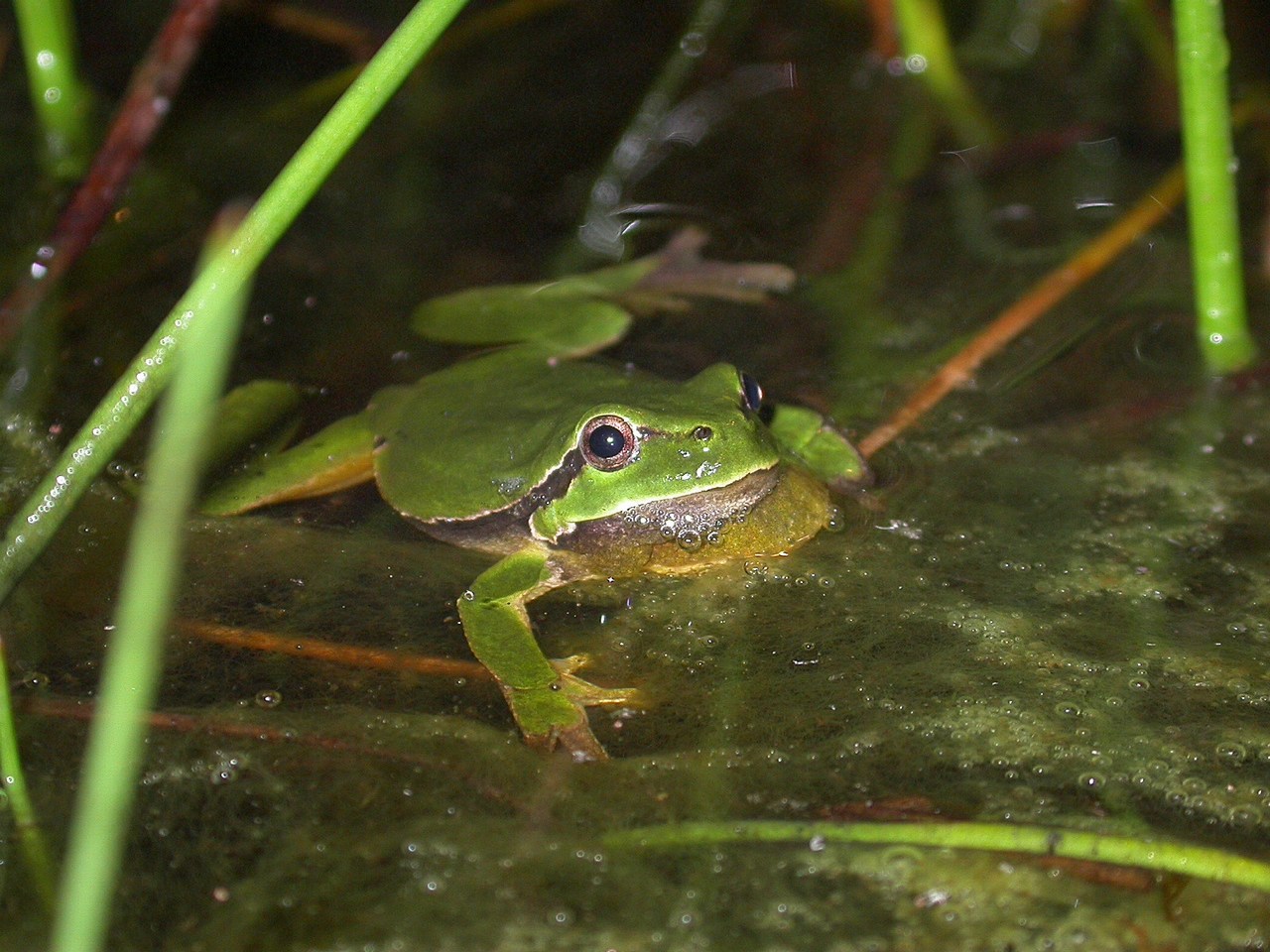 Hyla arborea